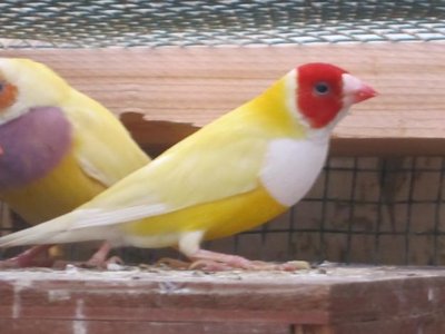 img_506f3153402f6_finches_sparrow_owl_finch_white_cheek__gouldian_finch.jpeg