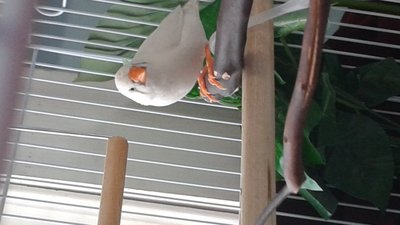 If this pic worked and loaded try to zoom on her break more to the left (the right side of her beak to her)
