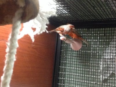 Birdies