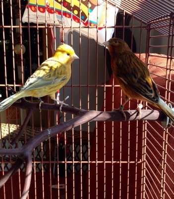 Ginger and Fred.  This was taken when they first arrived home.  They lived together for about a week till Ginger's flight cage arrived.  Sweet little birds!