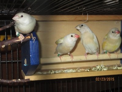 RH.y or RH.b.y. White Breast SFYB.jpg