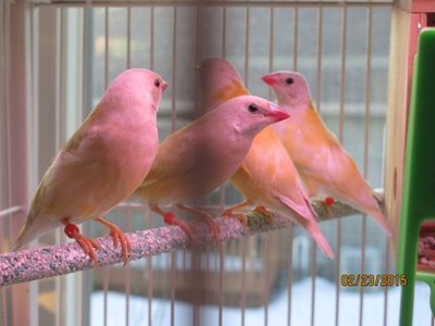 White Breast SFYB RH.y or RH.b.y.jpg