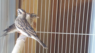 Pin tail whydah hen