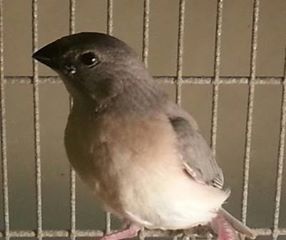 2-28 gouldian fledge 1.jpg