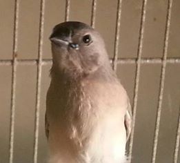 2-28 gouldian fledge pic 2.jpg