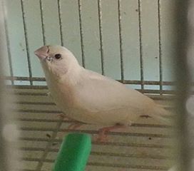 2-28 gouldian fledge silver.jpg