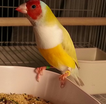 1-5 gouldian pair mate.jpg