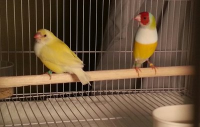 1-5 gouldian pair.jpg