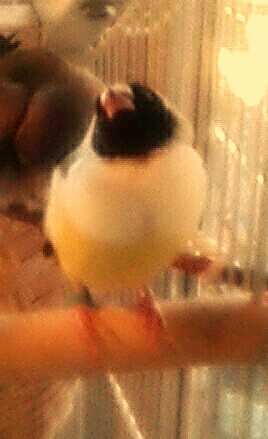 White Breast