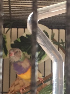young male