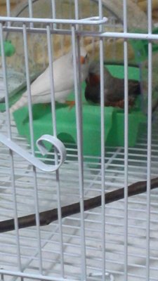 Birds bath 1.jpg