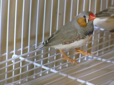 Male (Brood 1) 2015-02-24 18.57.10.jpg