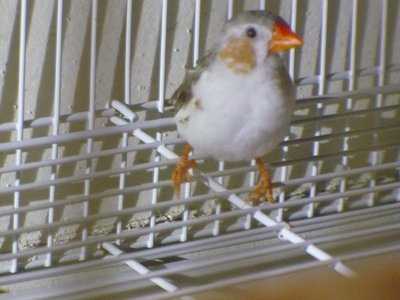 Male (Brood 1) 2015-02-24 19.06.16.jpg
