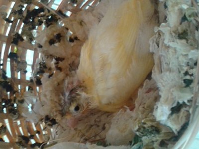 Sibling still in the nest.