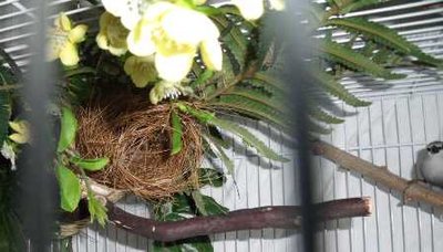8-3 lavendars' nest.jpg