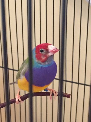 Reggie