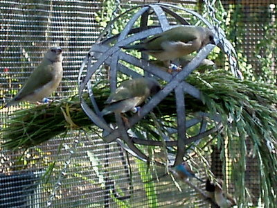 Green Seed Feast.jpg