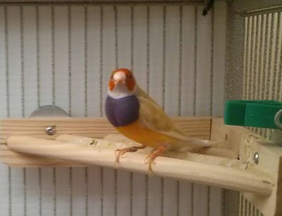 Purple Breasted Male