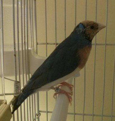 Lilac Breasted Male