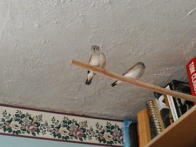 2 Gray Babies