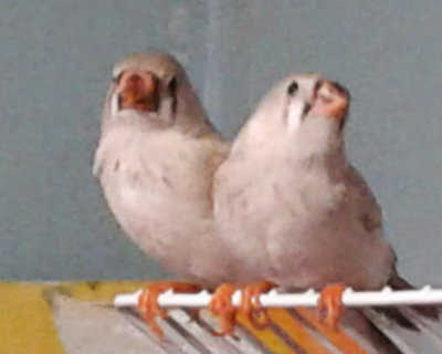 My two &quot;Brown&quot; babies... Plucky and Baby... Queens of the cage...