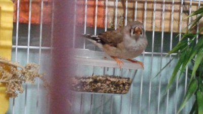 Tray after free fly, can't decide if he wants to eat, or sleep!!!