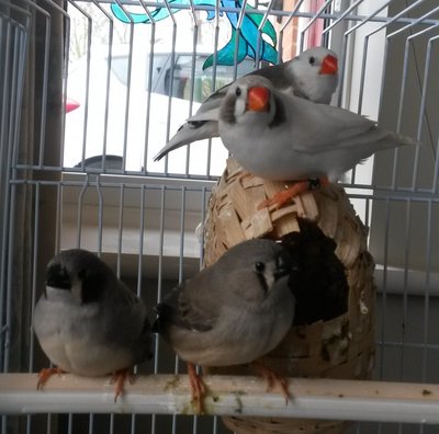 Ok photo of the parents and both fledglings