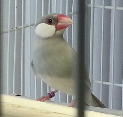 9-2 silver hen java.jpg