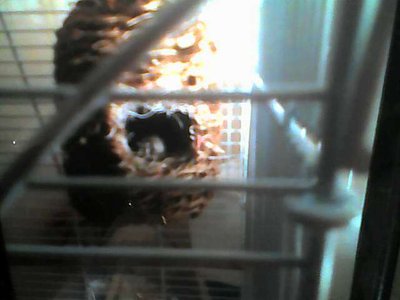 First time popping head out of nest.