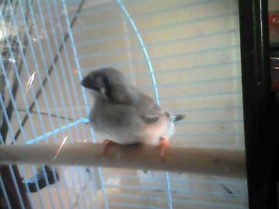 Sitting on perch for the first time.