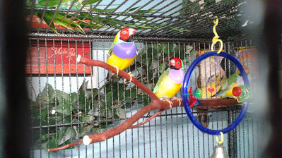 Finn (light purple chest) Liam (dark purple chest) and Ren is hiding behind the swing