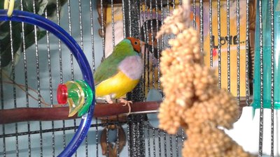 My &quot;special&quot; bird Ren (love his orange head)!!