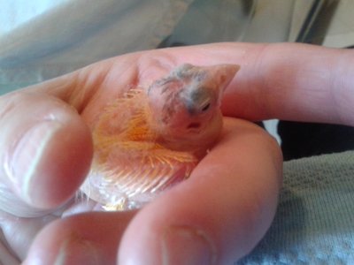 Baby 2