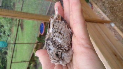 Diamond Dove Baby 4-18-15.JPG