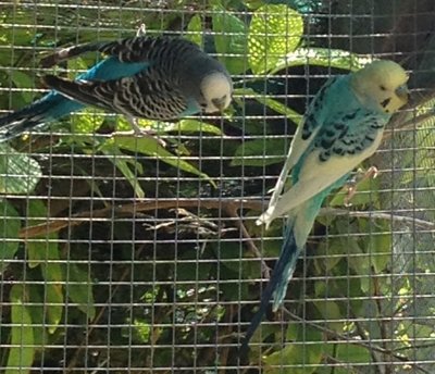 Budgies 2.JPG