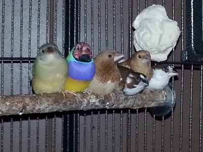 There are my current finches...they get along beautifully!