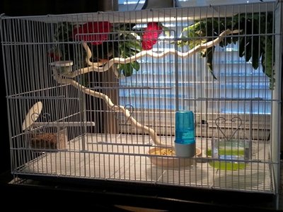 4-2 goldbreast cage.jpg