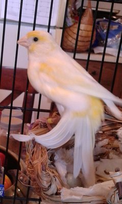 Some of my Canaries.