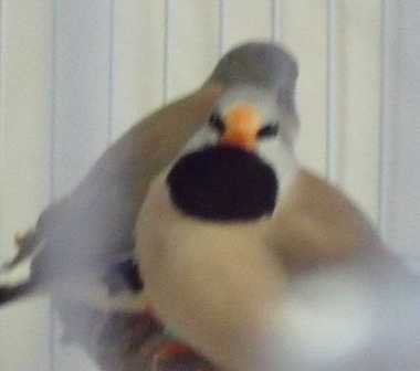 7-13 shaft tail male.jpg