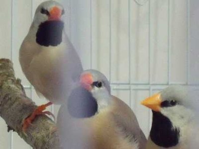7-13 shaft tail top to bottom female female male.jpg