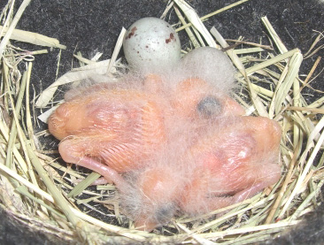 2015 Canary chicks 1.jpg