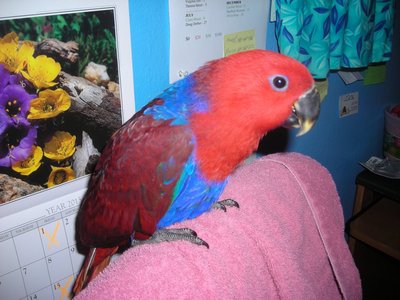 parrot1.JPG