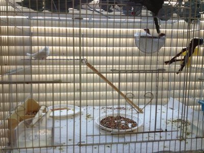 Handicap Cage.jpg
