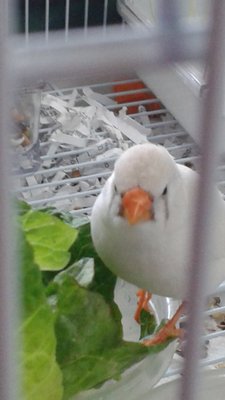 Kind of blury I jnow, but there is a little scratch on the &quot;bridge of her (nose) beak&quot;