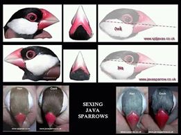 sexing javas.jpg