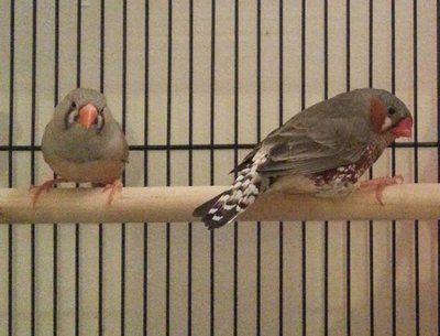 That him (right) and the missus (Irene, left)