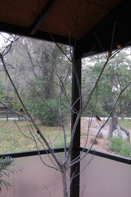 finches 001.jpg
