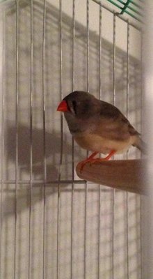 The finch in question