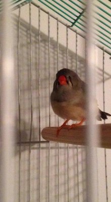 The finch in question