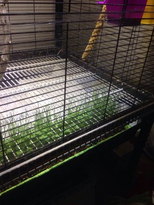 Grass turf